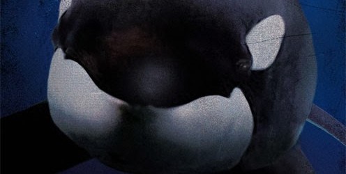 blackfish poster