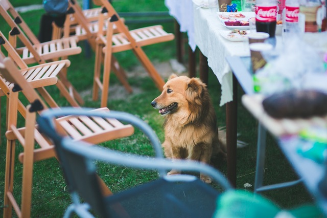 garden-party-animal-dog