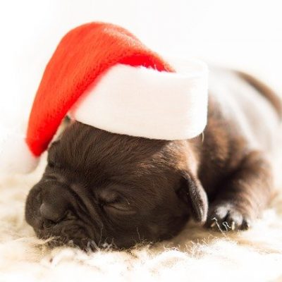 Simple Ways To Survive Your First Christmas With A New Pet