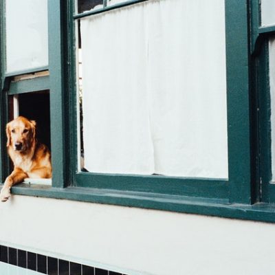Does Your Dog Have Separation Anxiety? Read This!