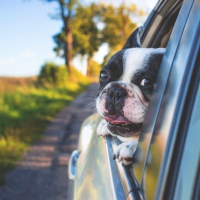 Top Tips For Road Tripping With Your Dog