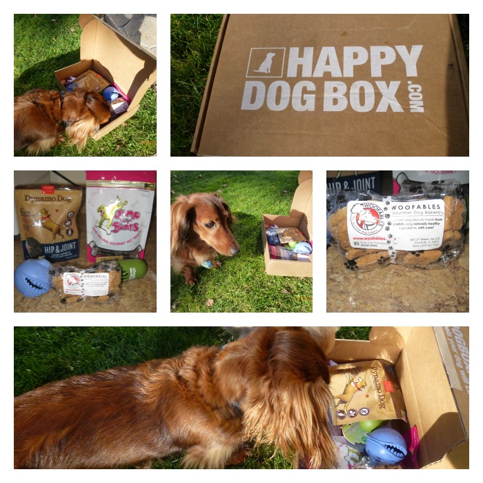 happy dog box Collage