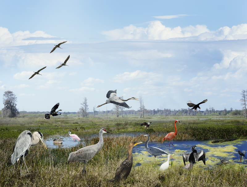 Florida Wetlands Collage