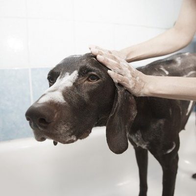 Here’s How to Keep Your Dog Looking (and Smelling) Good