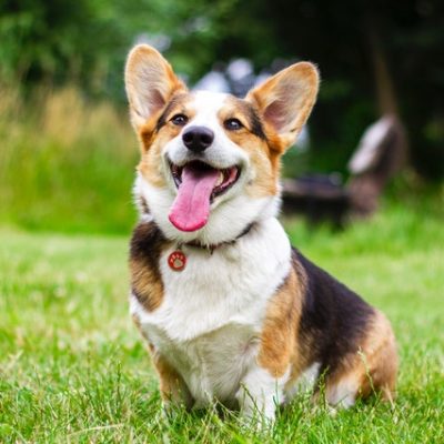Advice For First-Time Dog Owners