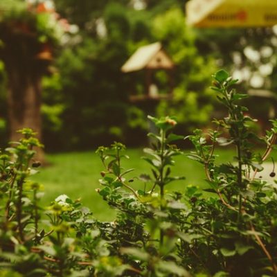 How To Renovate The Garden And Enjoy Doing It