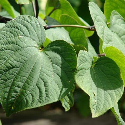 What to Know Before Growing a Kratom Plant