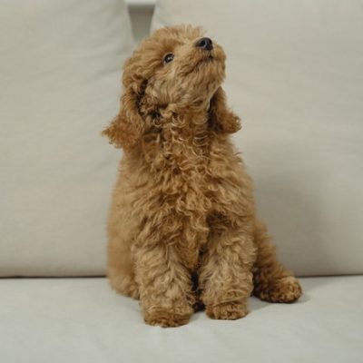 Costs To Consider When Getting A Puppy