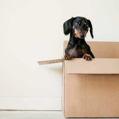 Tips For Moving To Your New Home
