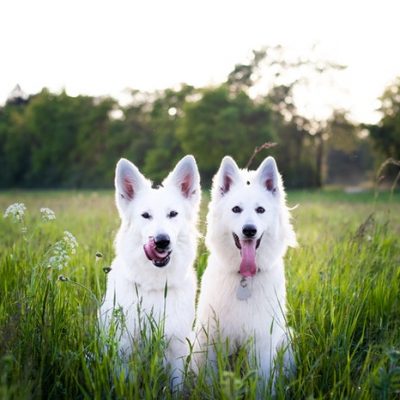 4 Reasons to Switch Your Dog to a Raw Food Diet