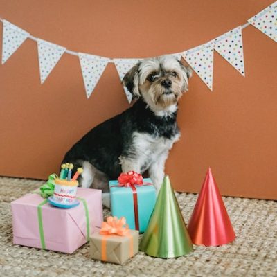 How To Throw The Best Birthday Party For Your Dog