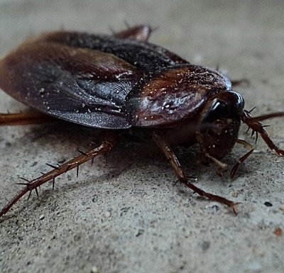 5 Common Ways Pests Can Get Into Your Home