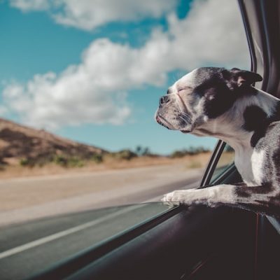 10 Tips To Ensure Your Furry Friends Have An Easy Transition While Moving