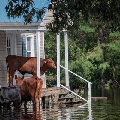 The Ultimate Guide to Flood Insurance: What You Need to Know Before and After a Disaster