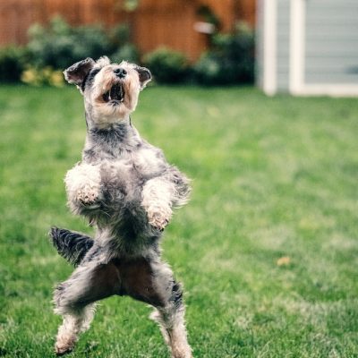 5 Methods To Stop Your Dog Jumping Up At People