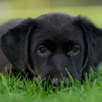 Responsible Puppy Buying: Essential Steps