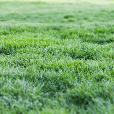 Organic Lawn: How To Grow Your Grass Without Chemicals